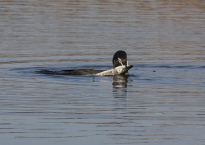 Wildlife Sightings for 10th September 2024